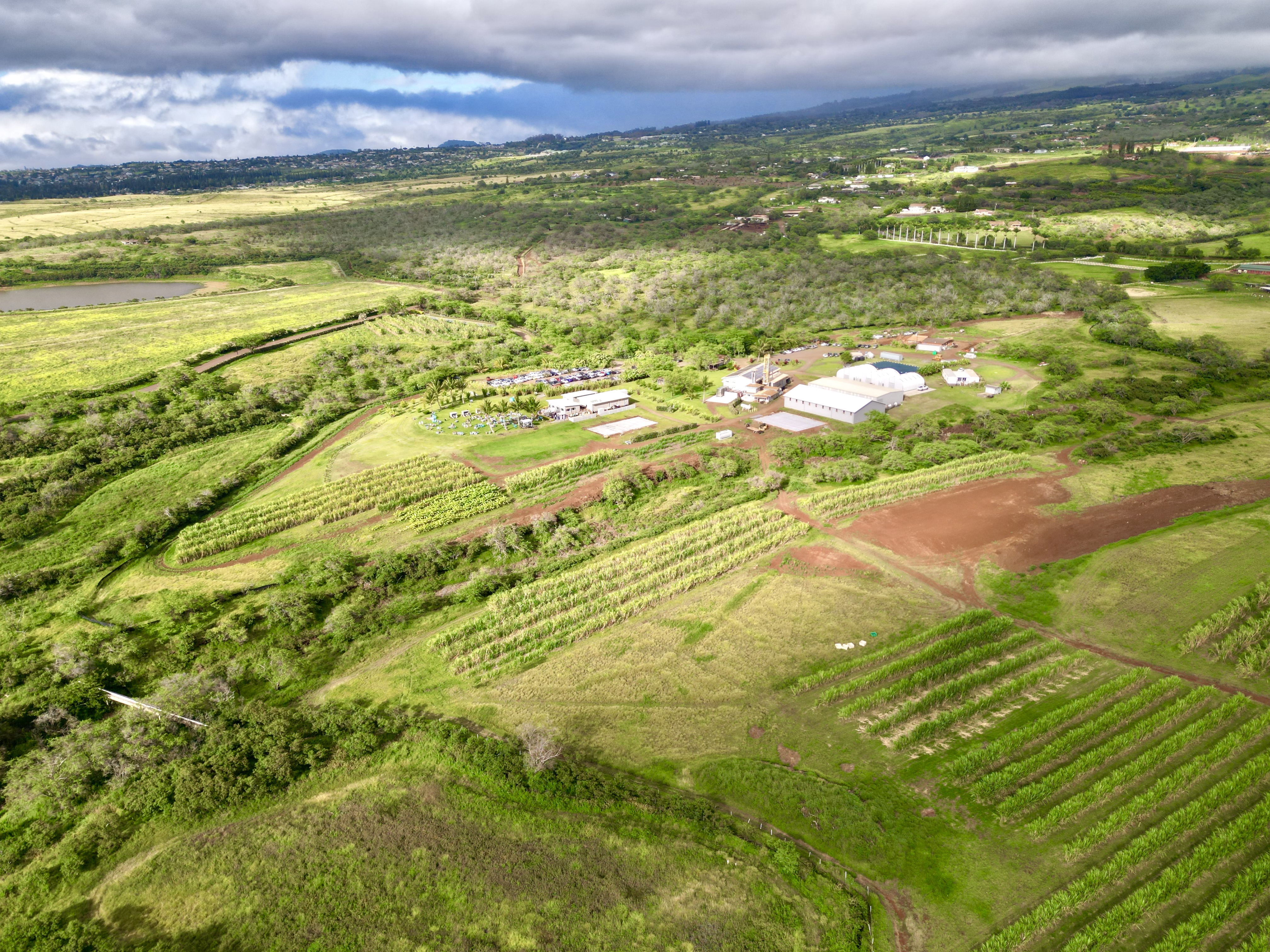 Farming Sugar Cane